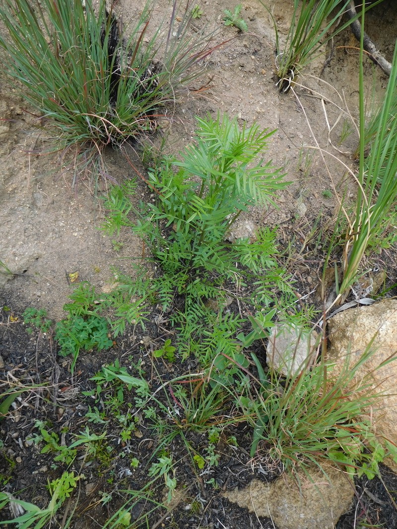 Psoralea suaveolens photo 5