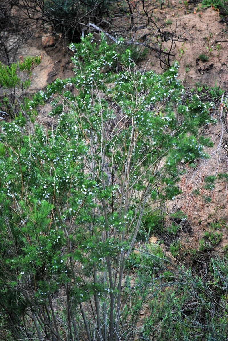 Psoralea suaveolens photo 6
