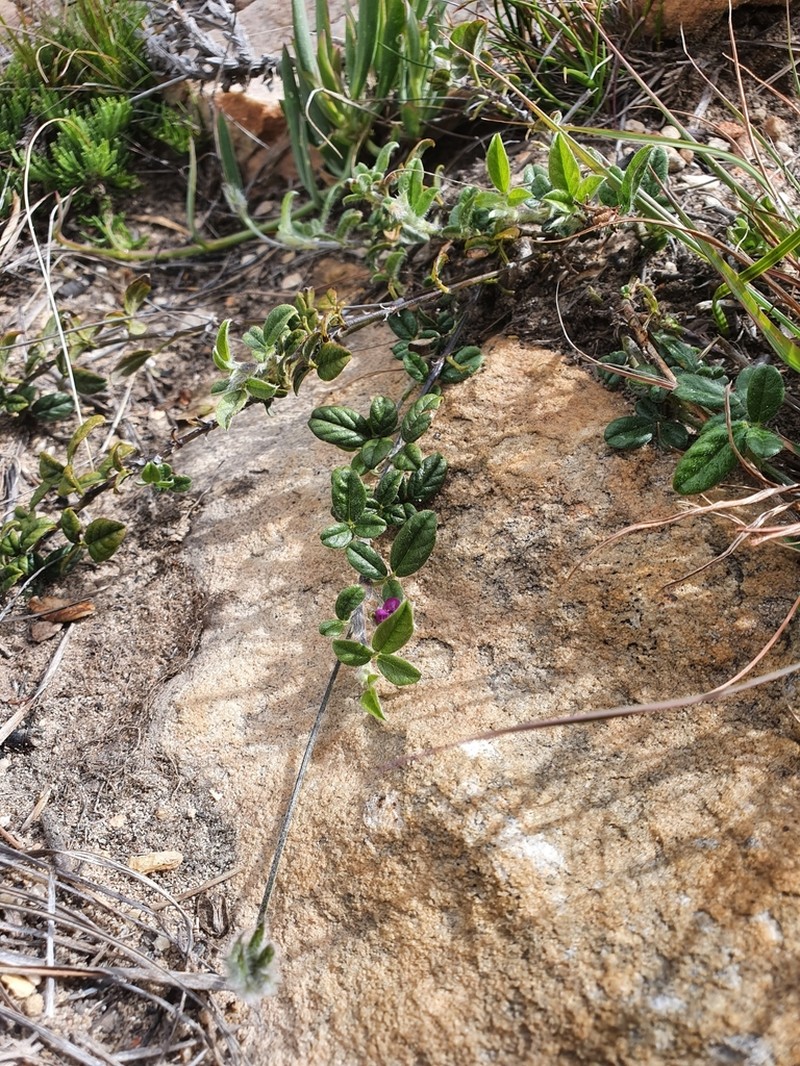 Psoralea swartbergensis