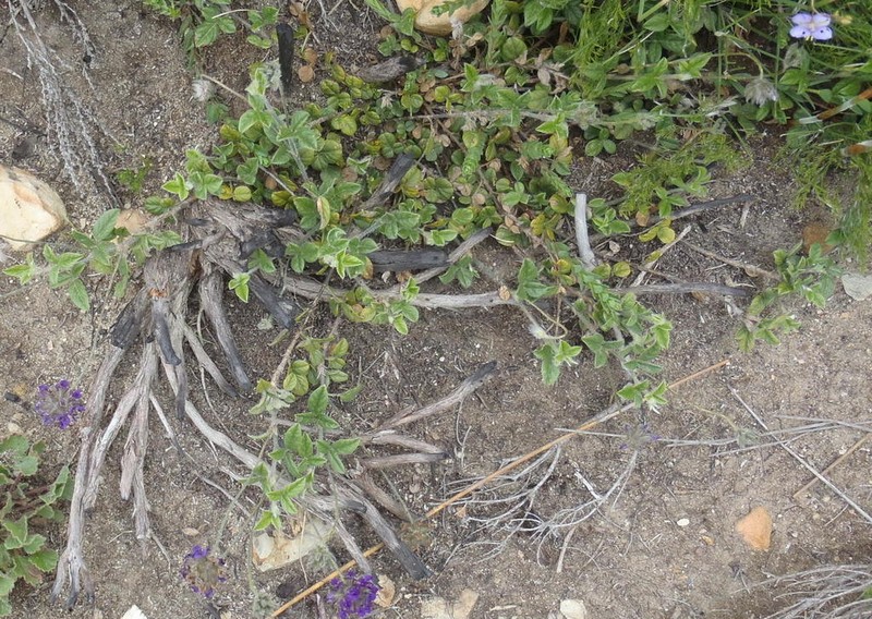 Psoralea swartbergensis photo 2
