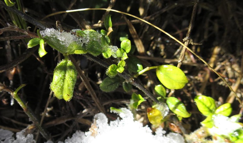 Psoralea swartbergensis photo 3