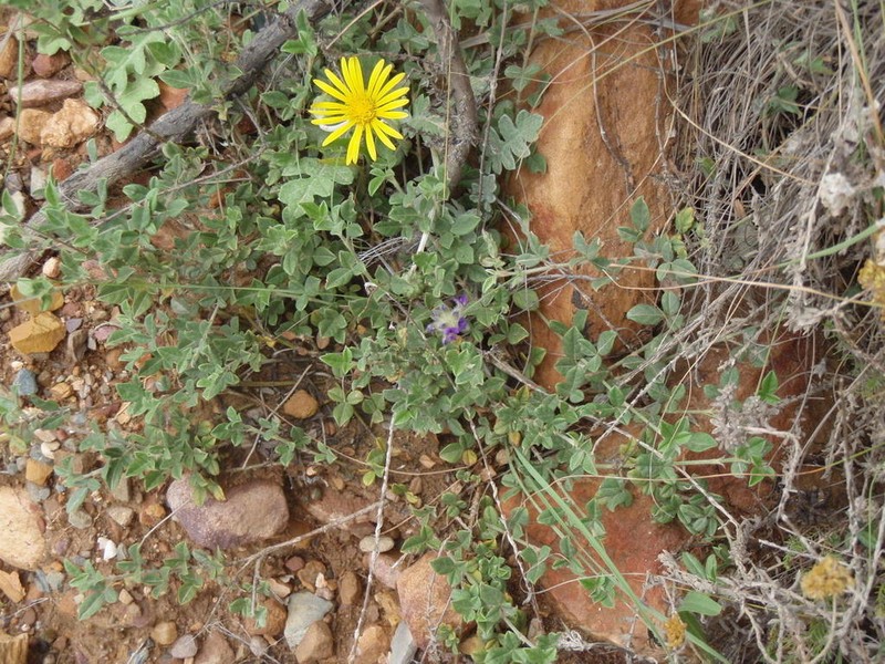 Psoralea swartbergensis photo 4