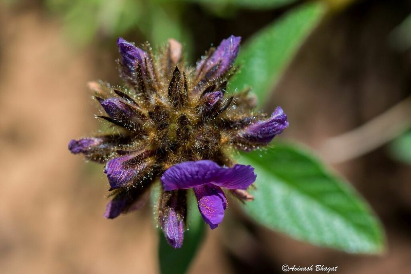 Psoralea swartbergensis photo 5