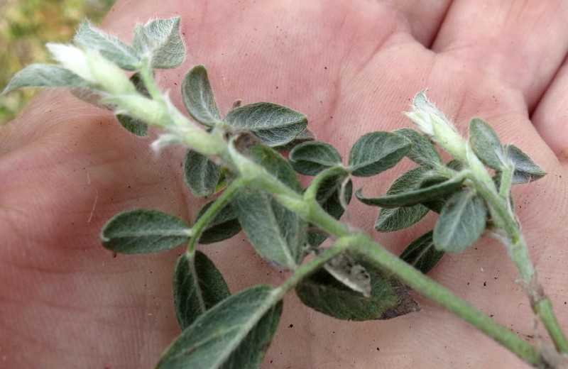 Psoralea swartbergensis photo 6