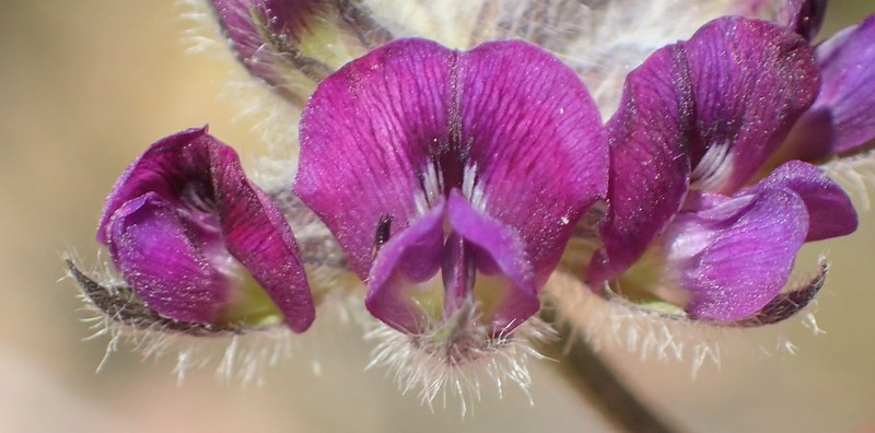 Psoralea swartbergensis photo 8
