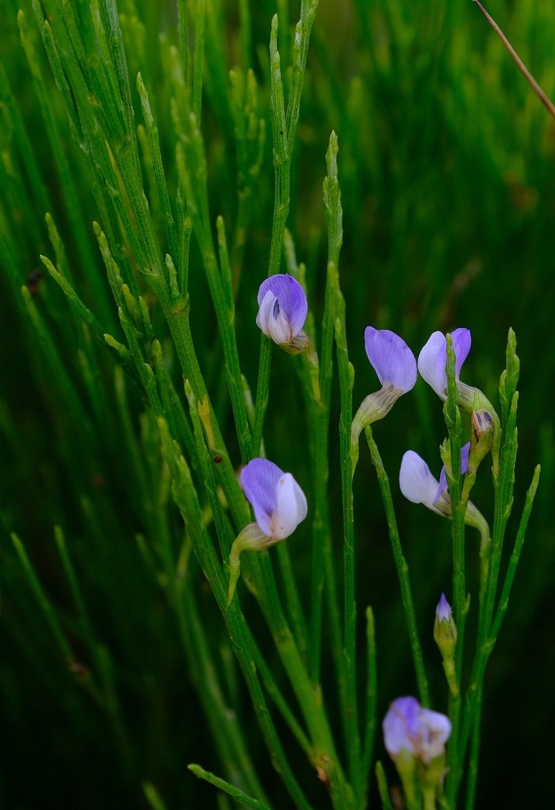 Psoralea usitata