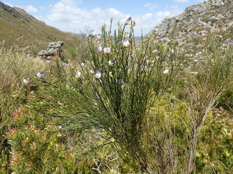 Psoralea usitata photo 2