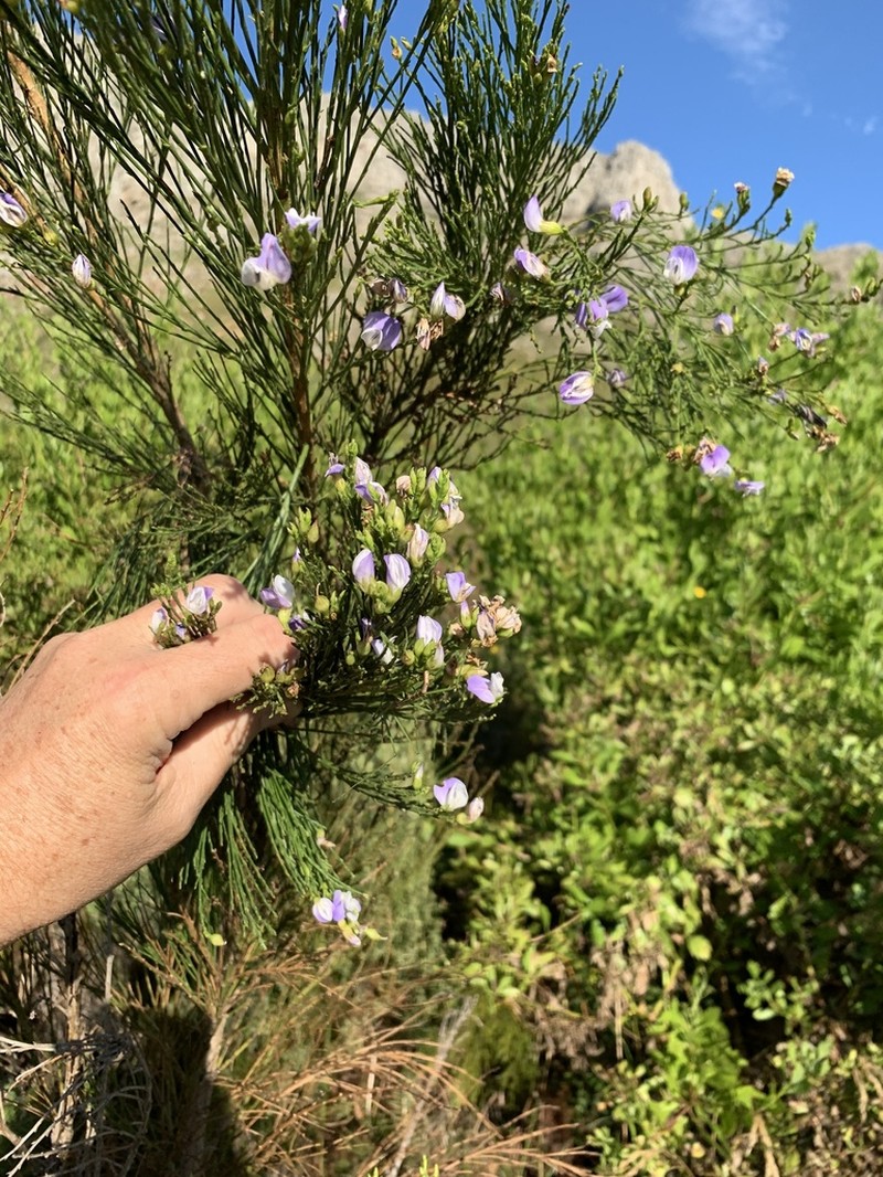 Psoralea usitata photo 4
