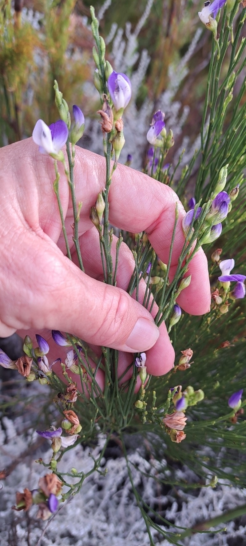 Psoralea usitata photo 5