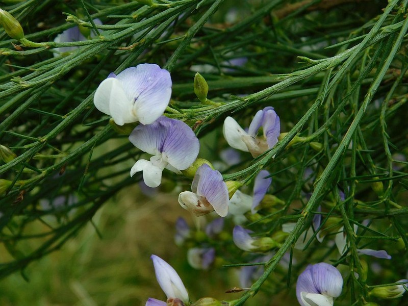 Psoralea usitata photo 6