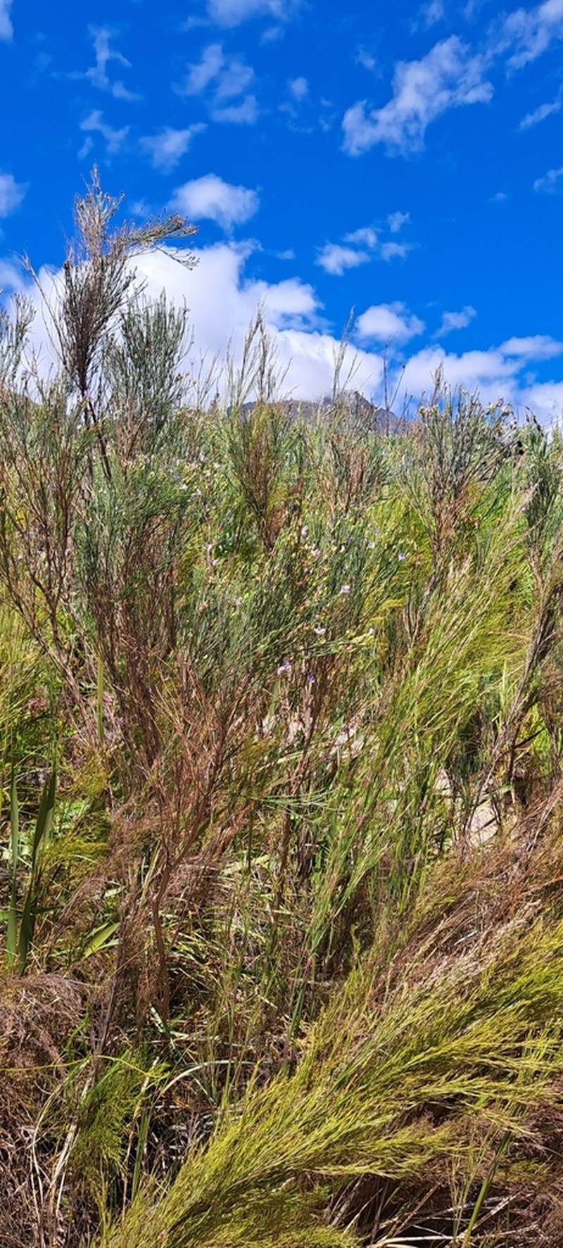 Psoralea usitata photo 7