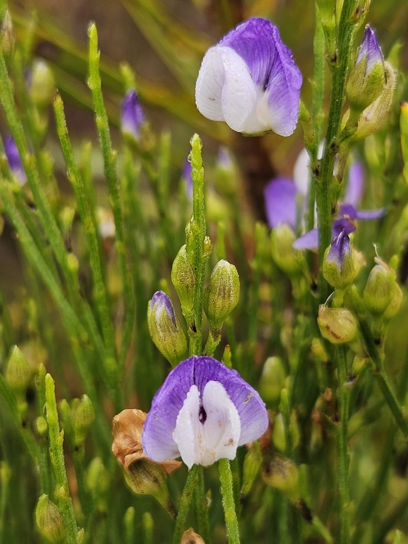 Psoralea usitata photo 8