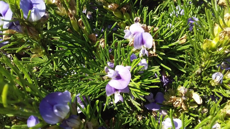 Psoralea vanberkeliae