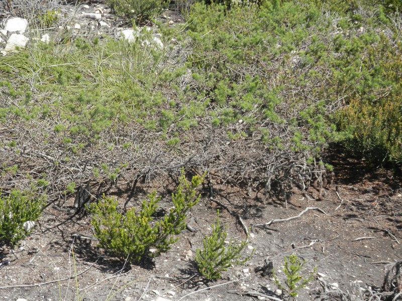 Psoralea vanberkeliae photo 2