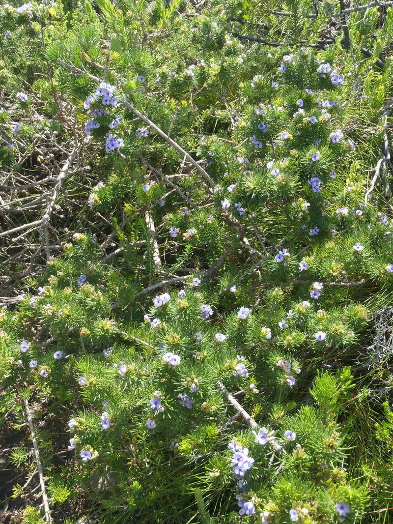 Psoralea vanberkeliae photo 3