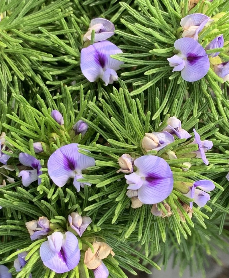 Psoralea vanberkeliae photo 4