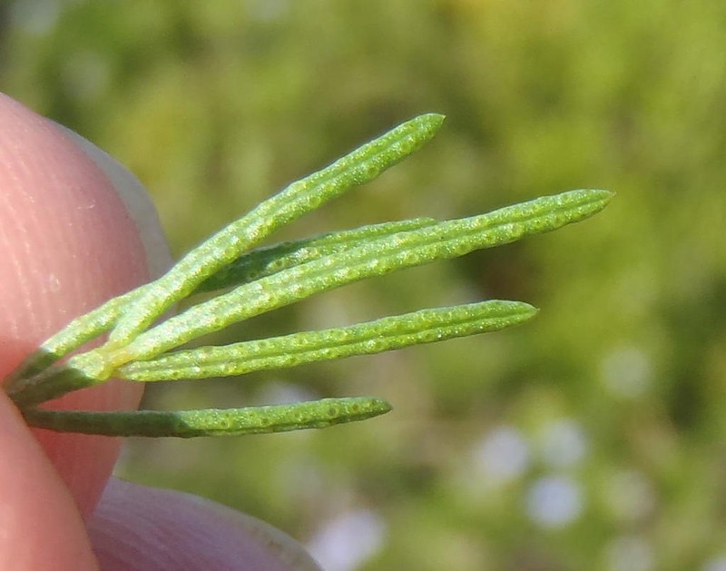 Psoralea vanberkeliae photo 6