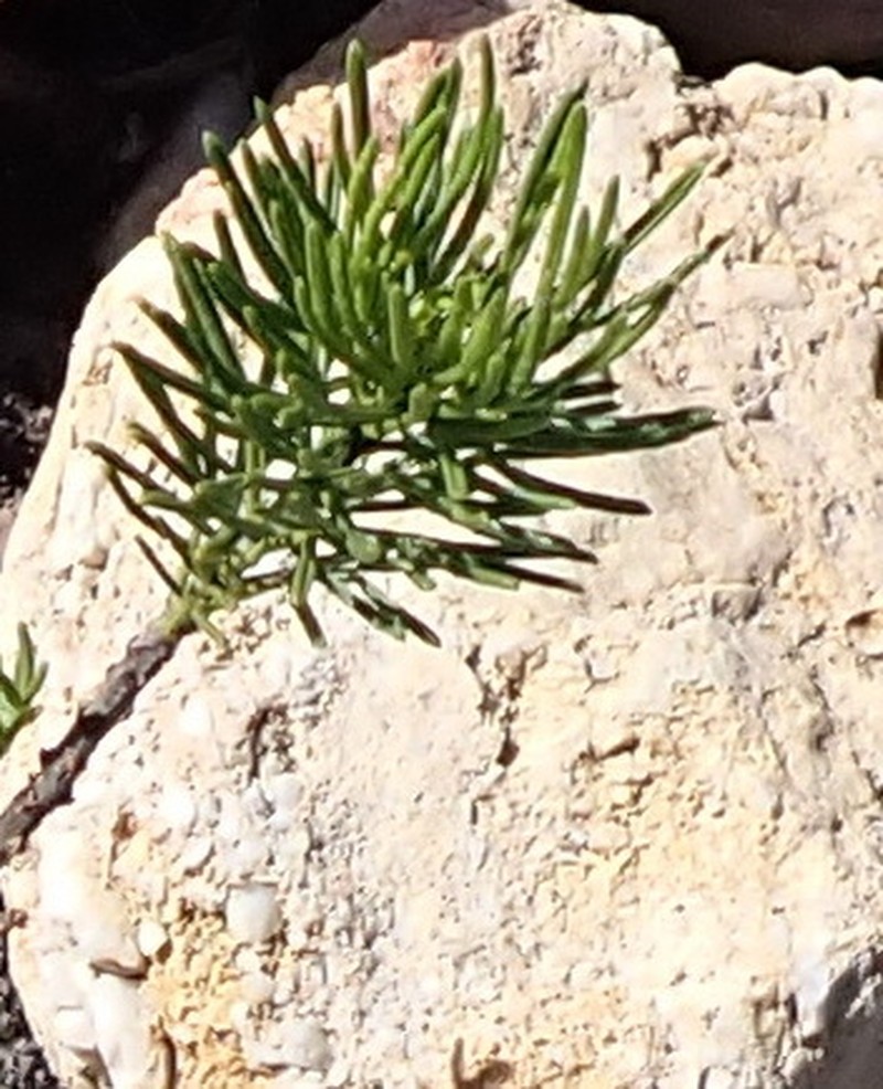 Psoralea vanberkeliae photo 8