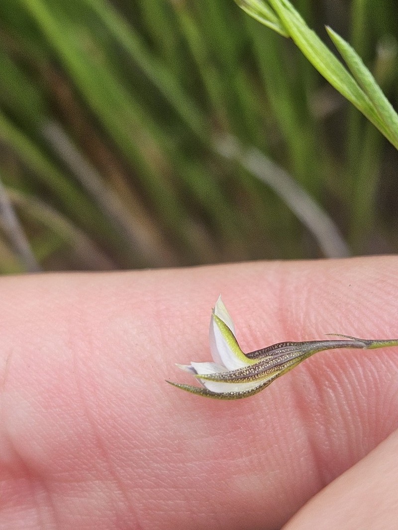 Psoralea vlokii