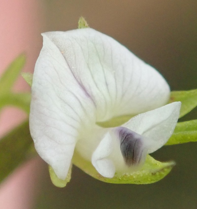 Psoralea vlokii photo 2