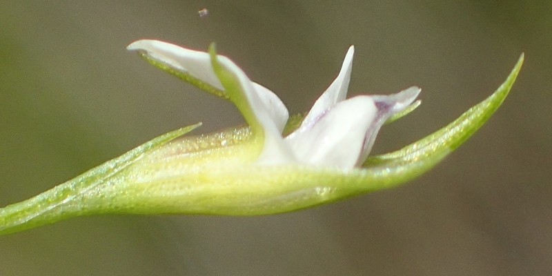 Psoralea vlokii photo 3