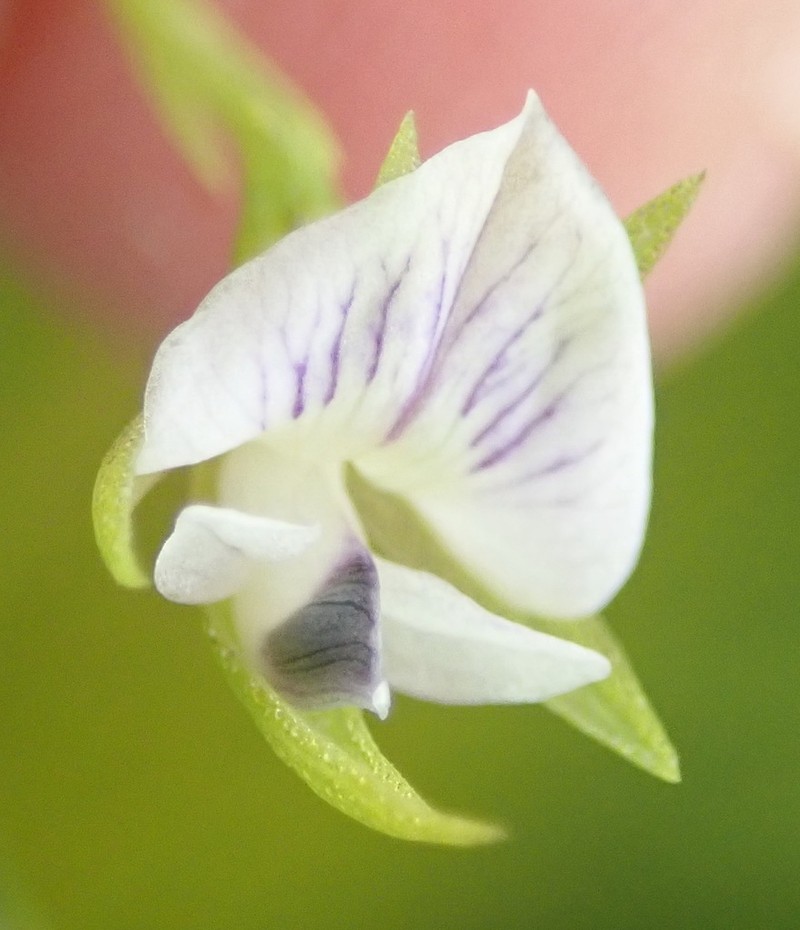 Psoralea vlokii photo 4