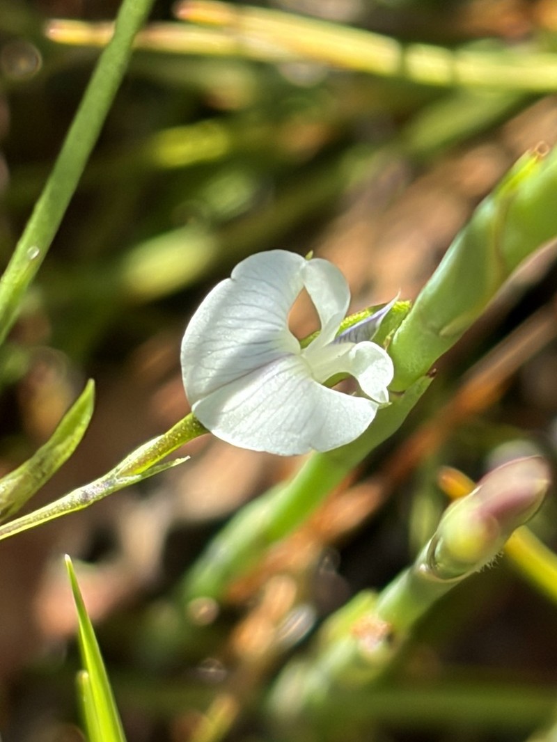 Psoralea vlokii photo 5