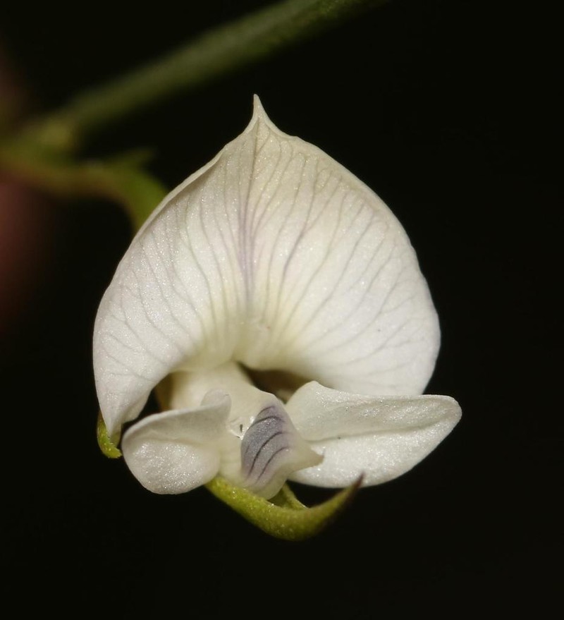 Psoralea vlokii photo 6