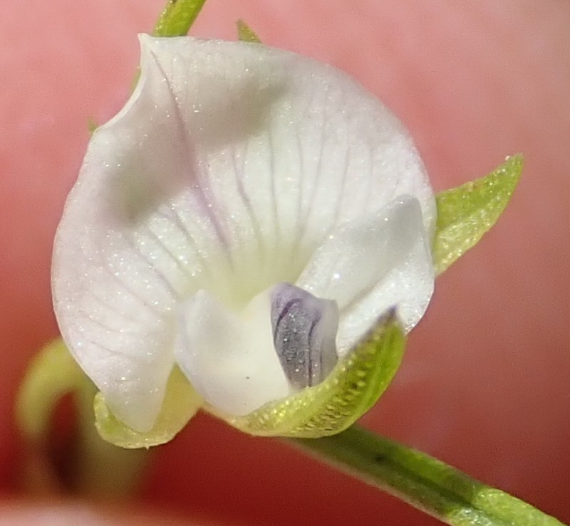 Psoralea vlokii photo 8