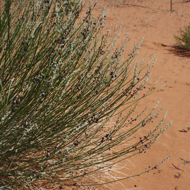 Rush Lemonweed photo 2