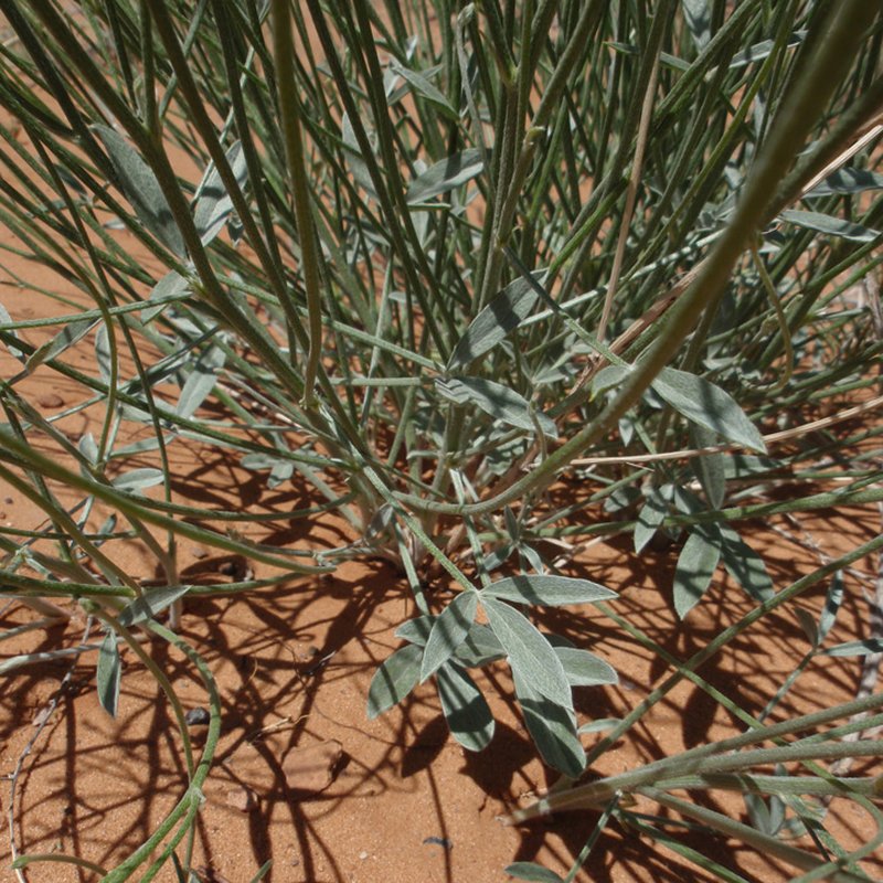 Rush Lemonweed photo 3