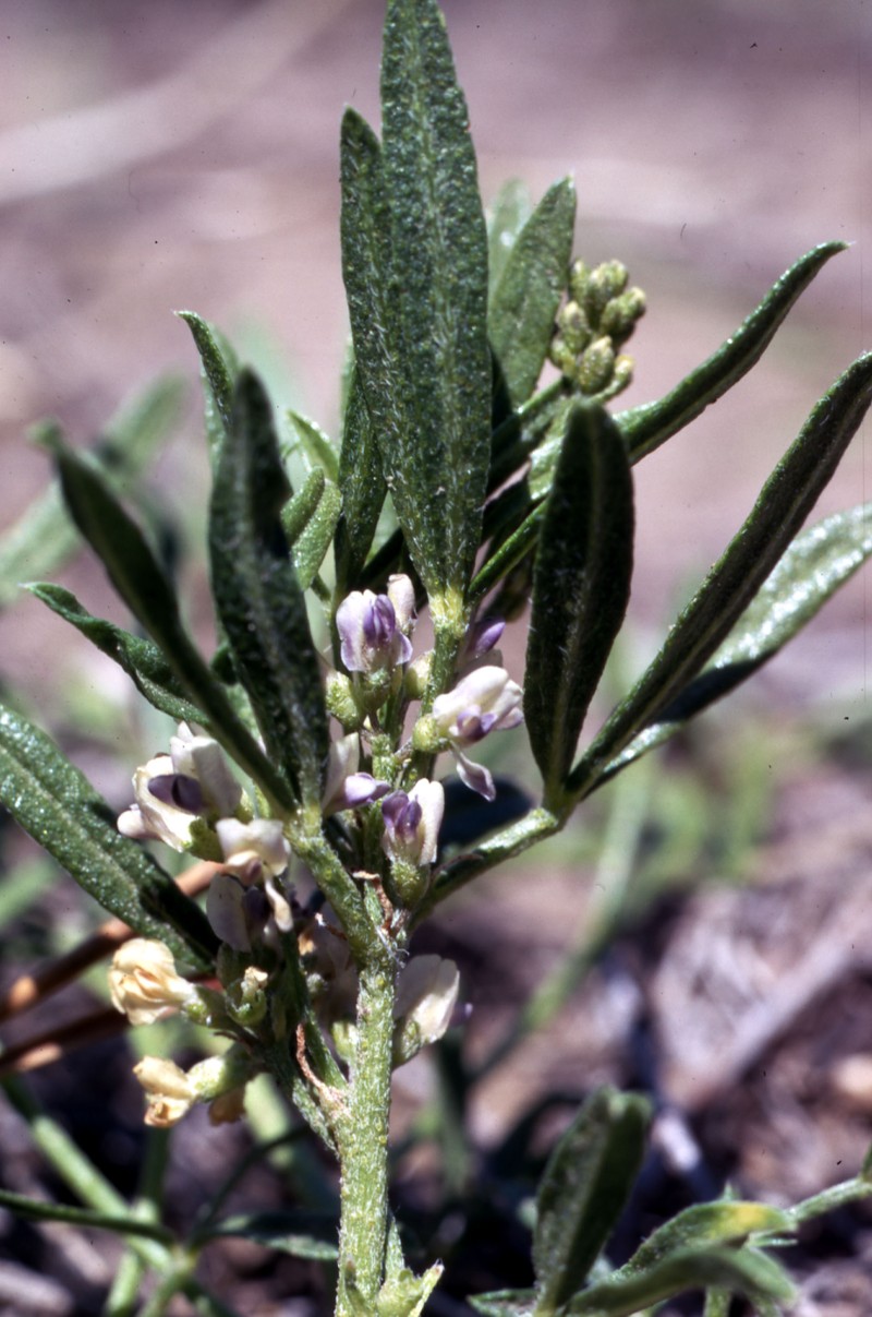 Lemon Scurfpea photo 5