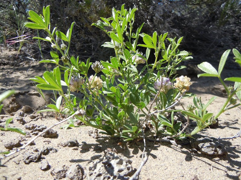 Lemon Scurfpea photo 6