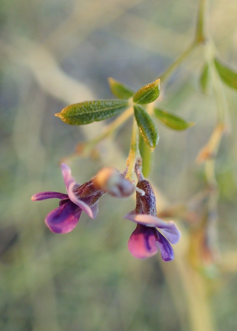 Slimflower Scurfpea photo 2