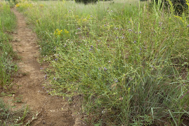 Slimflower Scurfpea photo 5