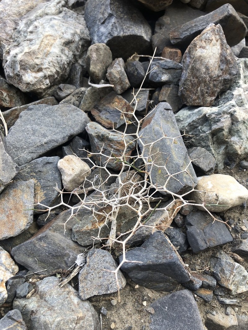 Mojave Indigobush
