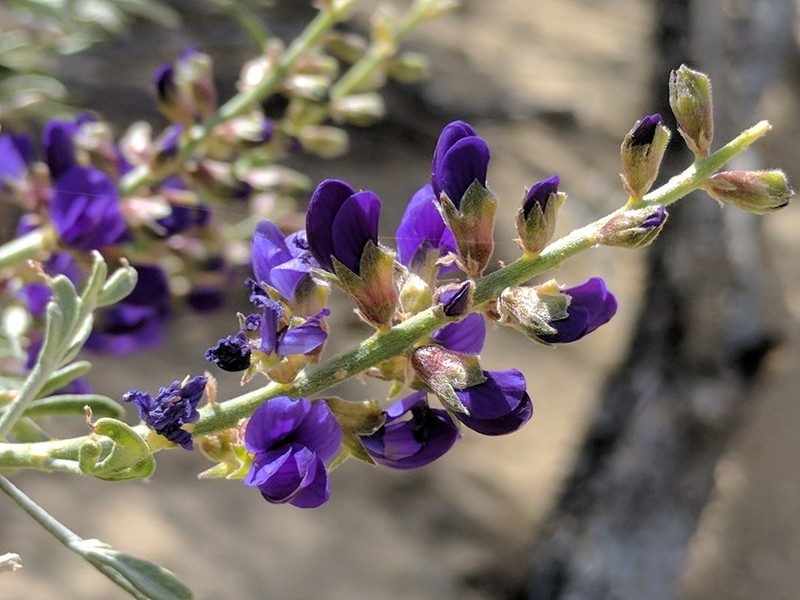 Mojave Indigobush photo 2