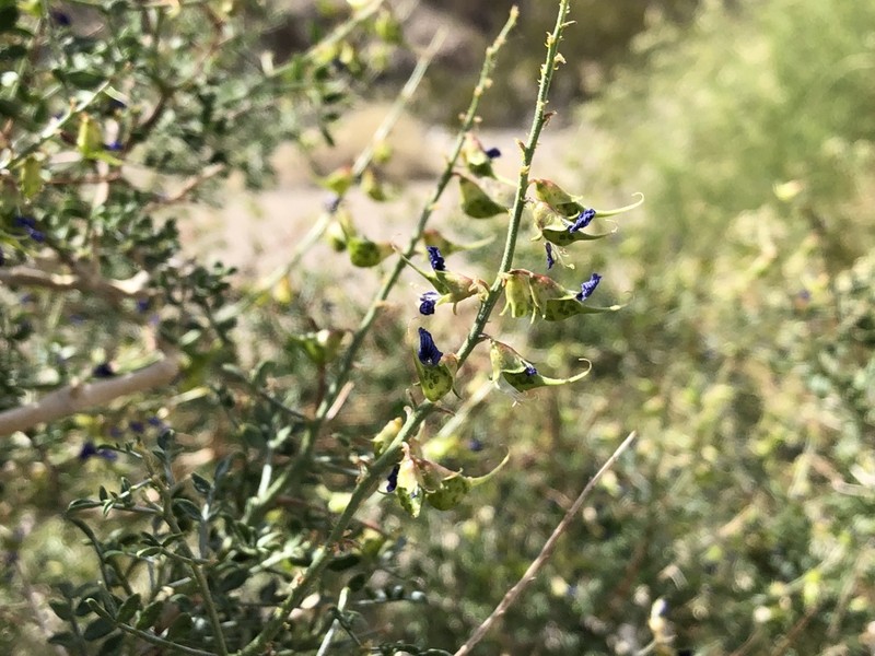 Mojave Indigobush photo 3