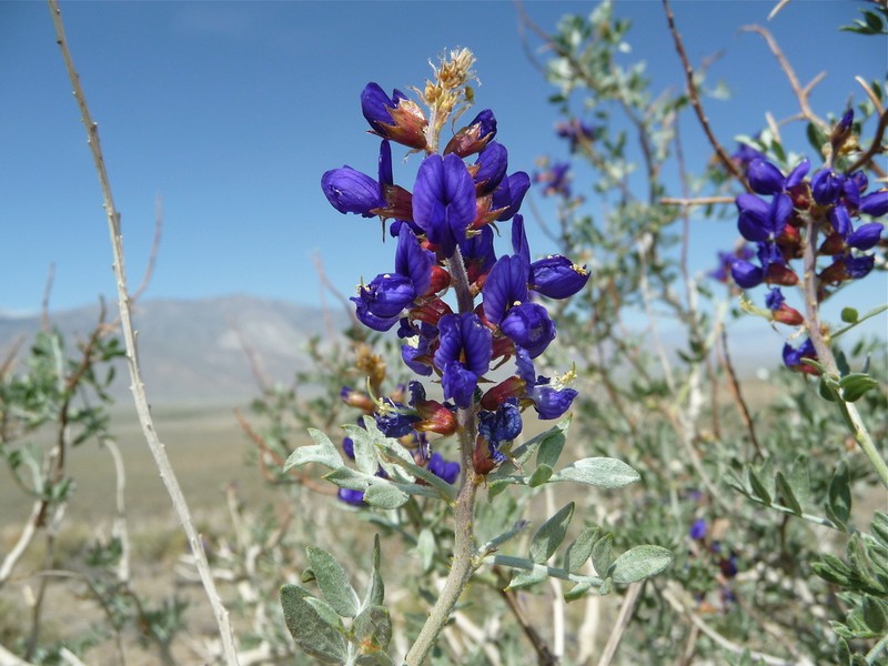 Mojave Indigobush photo 4