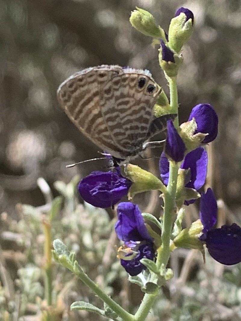 Mojave Indigobush photo 5