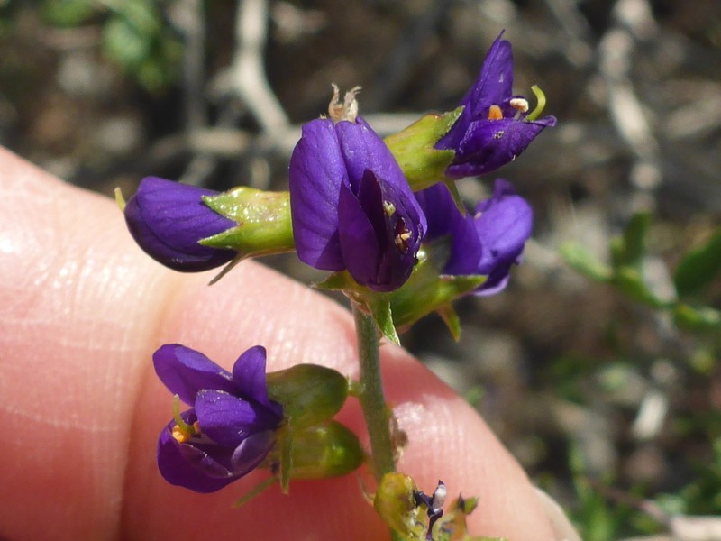 Mojave Indigobush photo 6