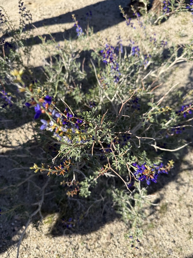Mojave Indigobush photo 7