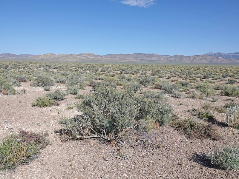 Fremont's Dalea