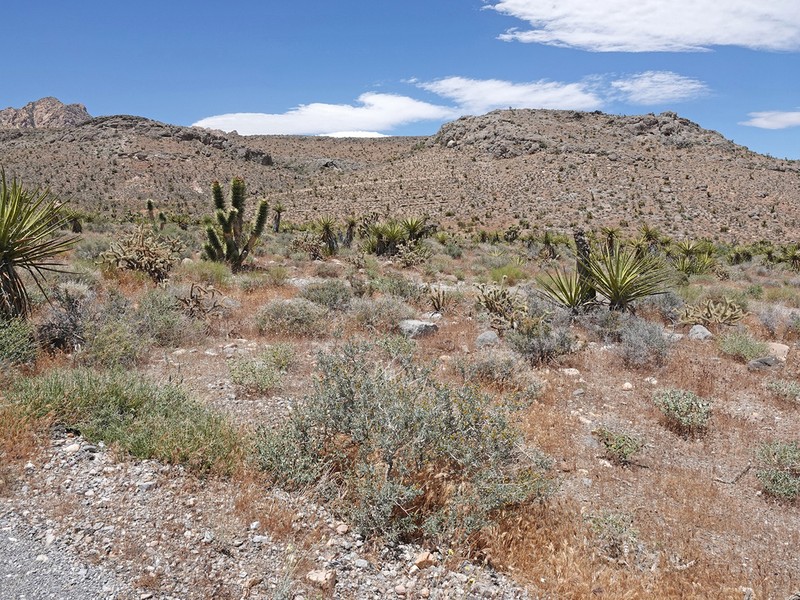 Fremont's Dalea photo 2