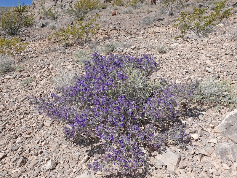 Fremont's Dalea photo 3