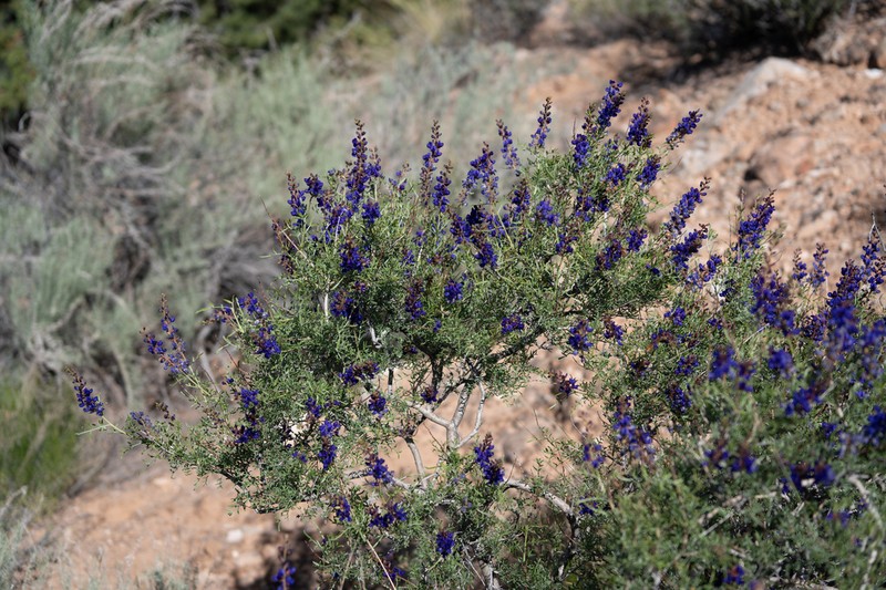 Fremont's Dalea photo 4
