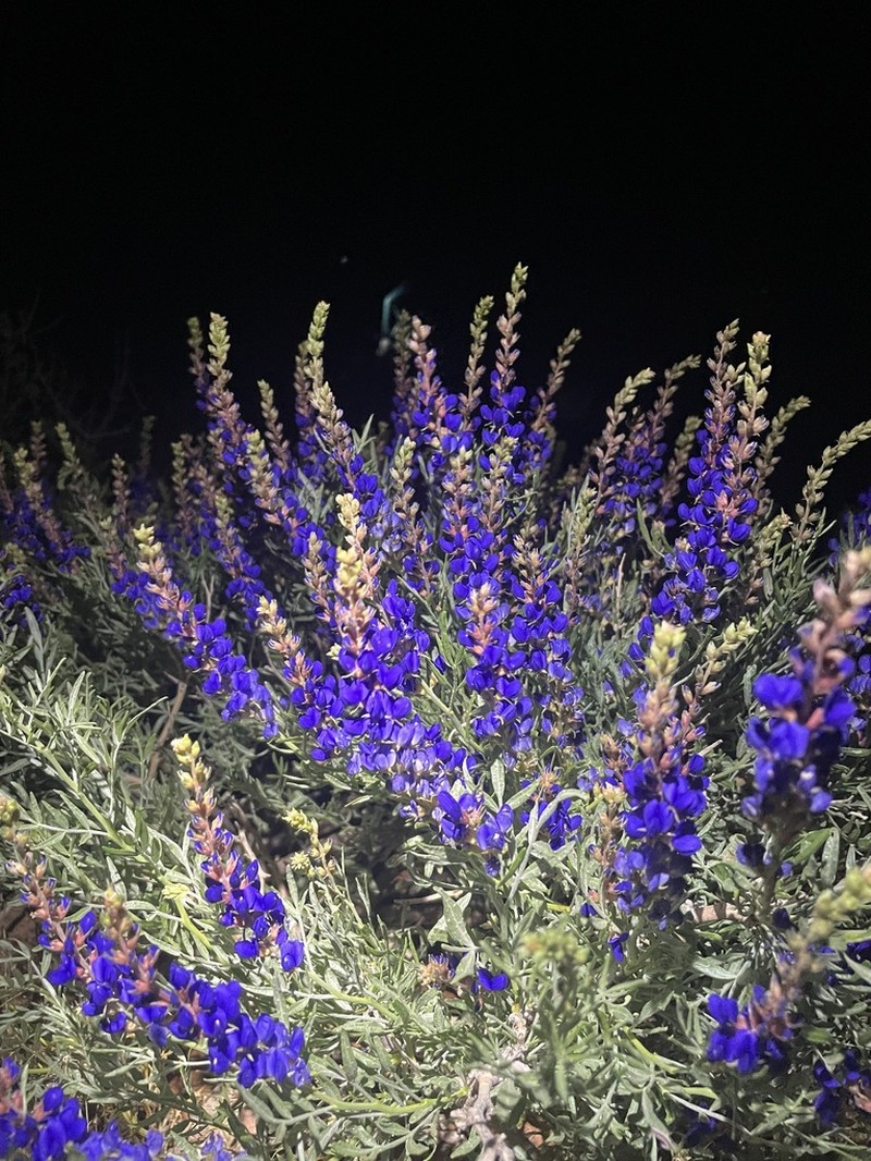 Fremont's Dalea photo 5