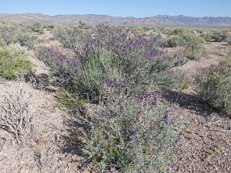 Fremont's Dalea photo 6