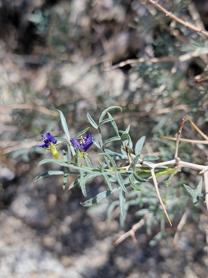 Fremont's Dalea photo 7
