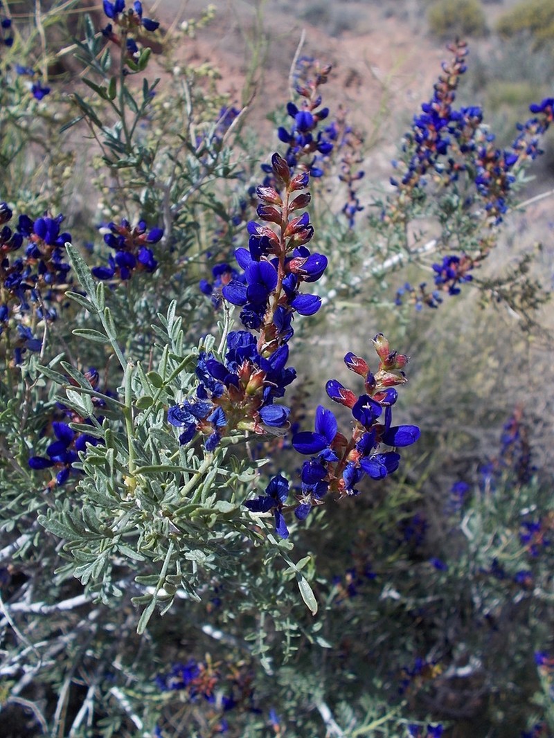 Fremont's Dalea photo 8